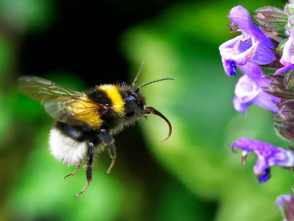 End the Use of Herbicides in&nbsp;Trowbridge