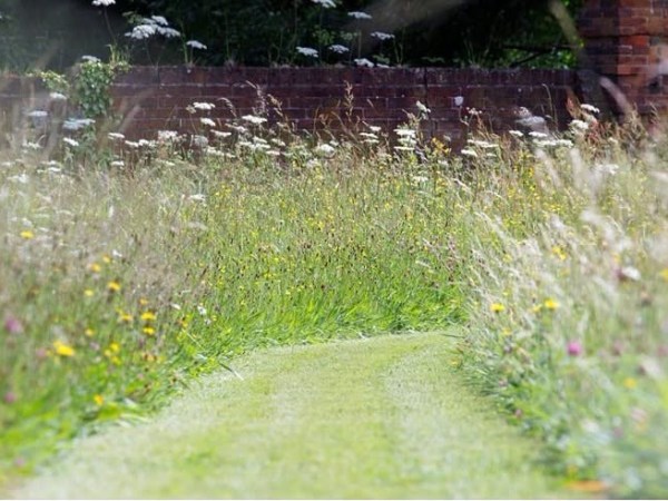 No Mow May, have your&nbsp;say…